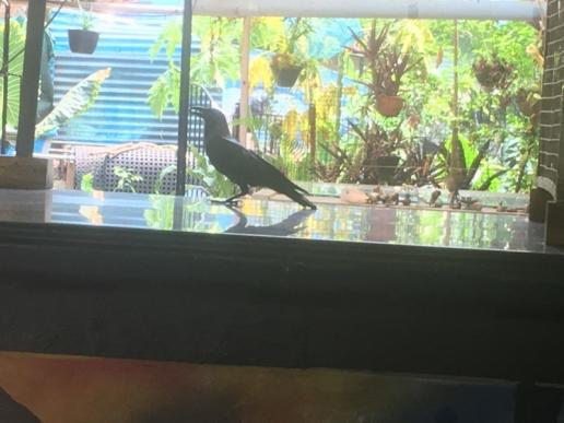 one legged crow visiting